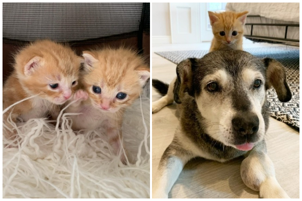 軒下から保護された 子猫たち は先住猫 犬に溺愛され 幸せに成長していきます もふたん