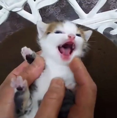 ただただ可愛い 天使 手の中にすっぽり収まる 子猫 動画に悶絶必至 もふたん