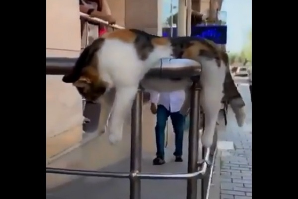 何かあったの 話を聞くよ 手すりでうなだれている 猫さん に話題騒然 もふたん