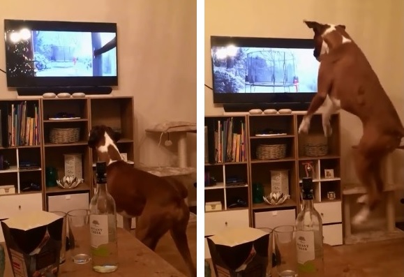 クリスマスcmのワンコを真似て 同じようにジャンプしちゃう ボクサー犬 が可愛すぎ もふたん