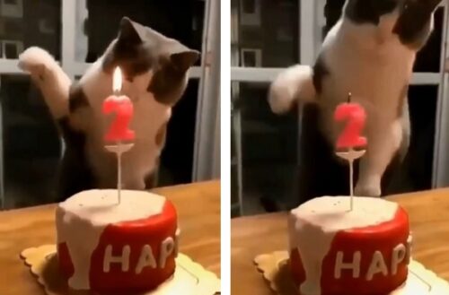 猫流」で、バースデーケーキのろうそくを消す猫さん！【ネット民】の 