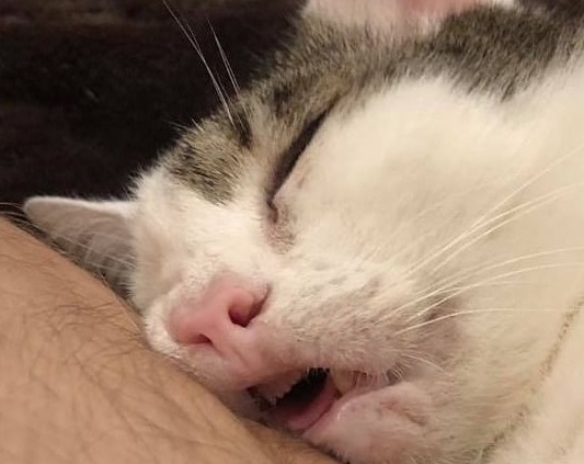 猫というよりは人に見える寝顔 超爆睡する ニャンコさん に爆笑必至 もふたん