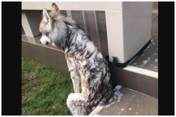 テンションダダ下がりなワンコさん 背中に漂う哀愁感が半端ない 笑 もふたん