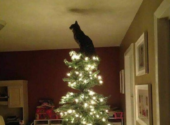 いつだってトップスターにゃ クリスマスツリーのてっぺんを陣取る 猫さん が話題 もふたん