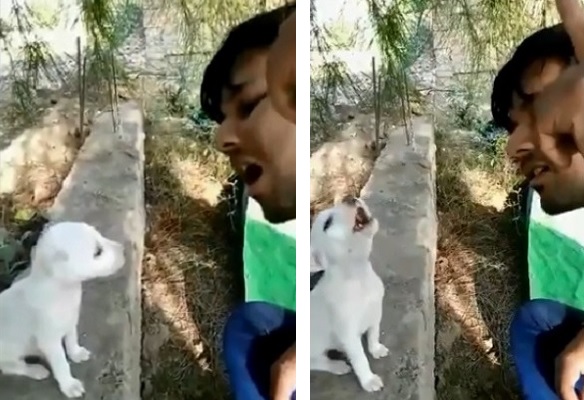 子犬 がボイストレーニング アォ ン 遠吠えする姿が可愛すぎ もふたん