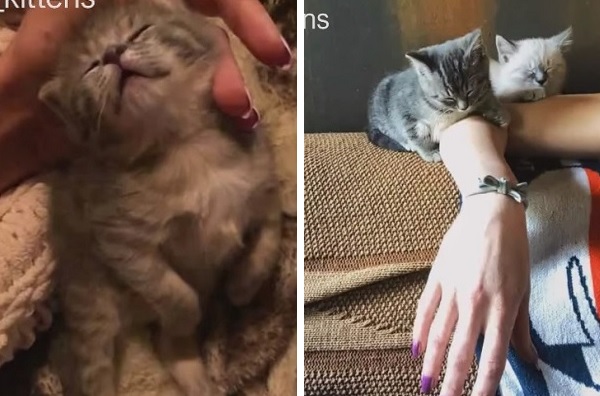 保護ママ猫から生まれた2匹の『子猫』可愛くて、やんちゃな姿に癒さ 