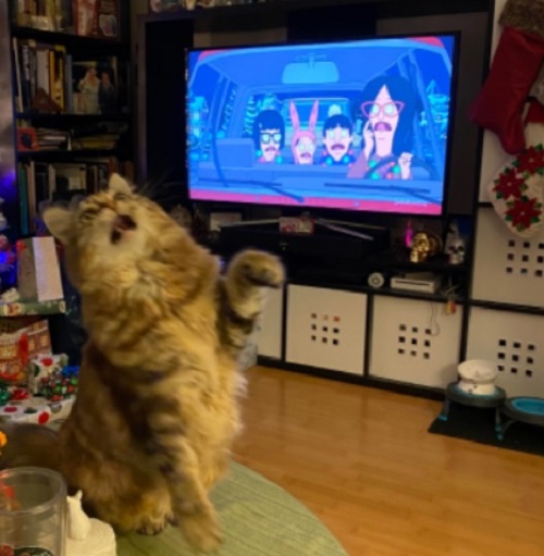 えーーっつ 猫さんと Tvアニメのキャラクター が同じ表情 ネット民ざわつく もふたん