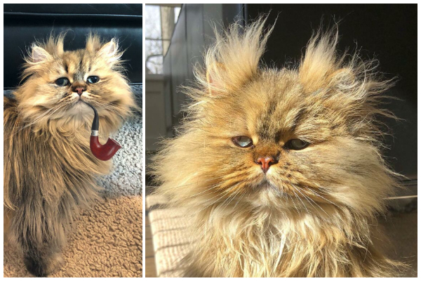 寝起きのような モシャモシャ ヘアスタイルで不機嫌顔の猫さんが話題 もふたん