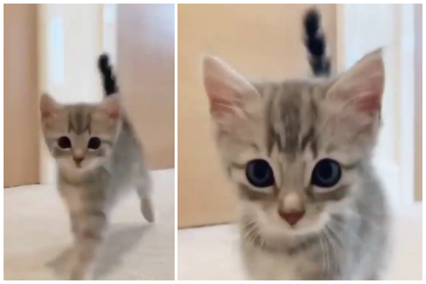 トテテテ 走って来る 子猫 の可愛いドアップ に胸キュンする人続出 もふたん