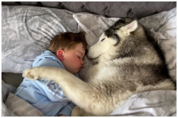 ベットから出ることを拒否 ハスキー犬は赤ちゃんを抱きしめ一緒に眠りにつきました もふたん