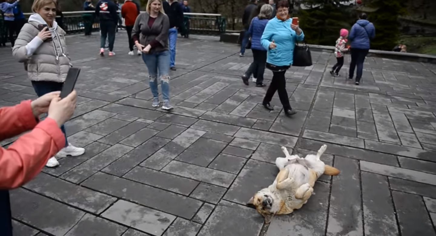 もっと僕を見て 注目を集めるために 仰向けになってアピール する犬があざとかわいい もふたん