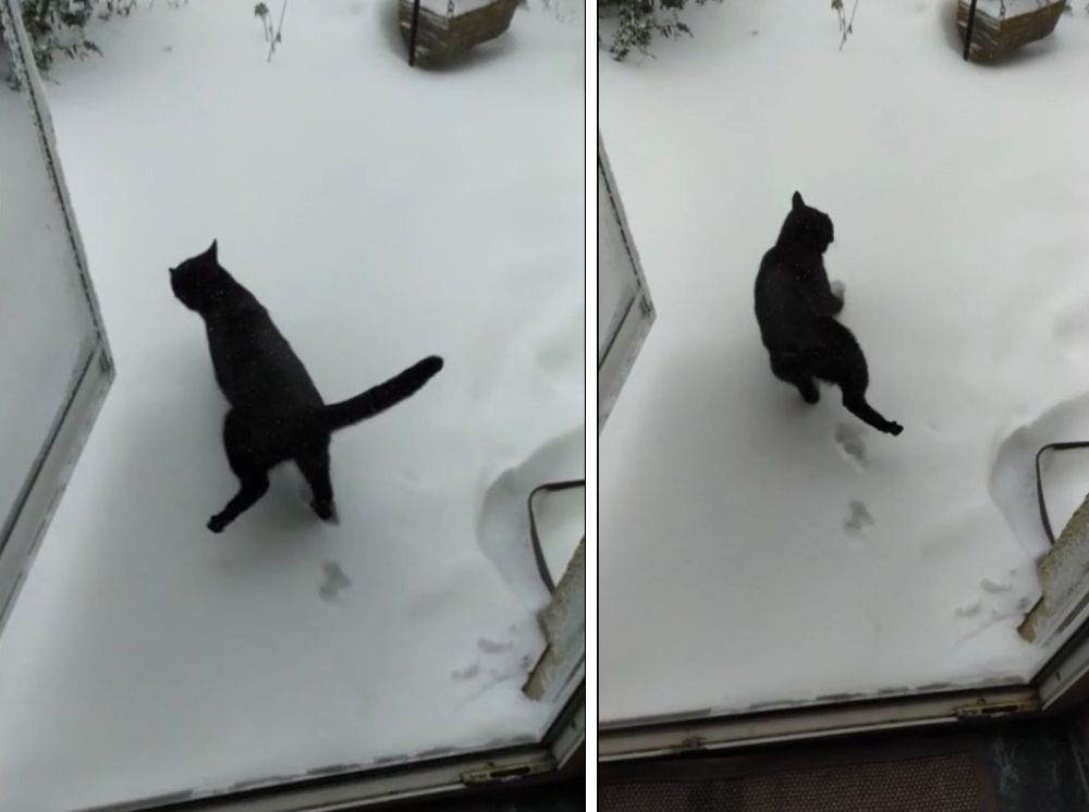 冷たッ 雪の中に飛びだした猫 冷たすぎて思わず足をブルブルさせる もふたん