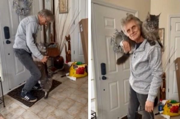 抱っこして お父さん大好き 甘えん坊な猫さんが可愛すぎる もふたん