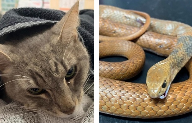 涙腺崩壊 猫の アーサー 毒蛇から子供たちをかばい 英雄死 を遂げる もふたん