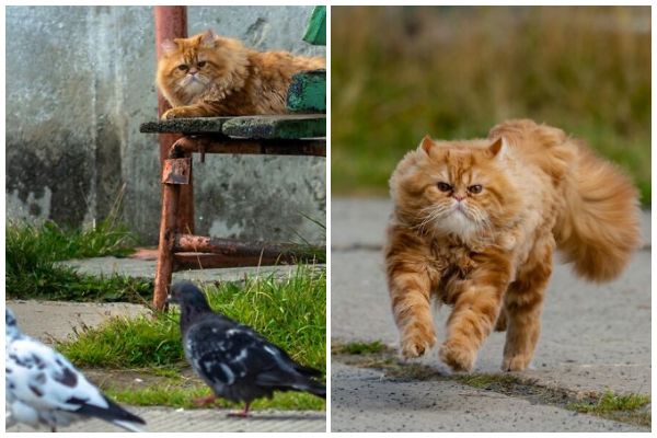 ハトを追いかけるパフォーマンス モコモコ猫を写真家が激写 もふたん