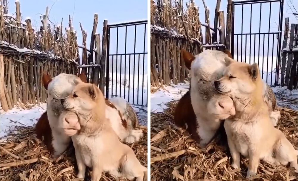 どんな組み合わせ 仲良しな 牛と犬 が目撃される もふたん