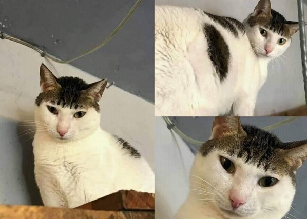 カツラじゃないわよ！」おかっぱヘア？！の猫【腹筋崩壊】  もふたん