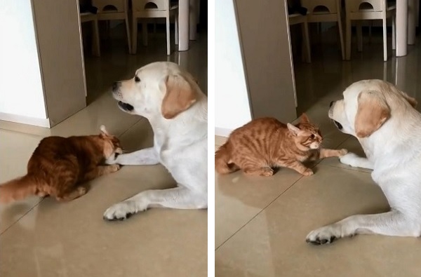 いたずらしようとした猫さん ワン 犬さんに叱られ ごめんニャ 2匹にほっこり もふたん