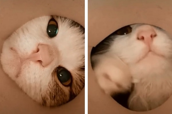 猫さん の超ドアップ顔が可愛すぎて悶絶必至 もふたん