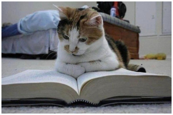 スマホよりやっぱり本だよね 勉強熱心な猫さん もふたん