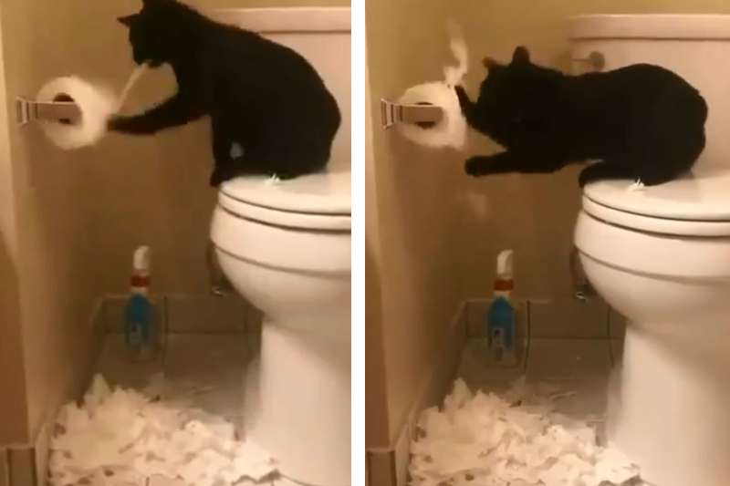 これはひどい！！トイレットペーパーにイタズラし放題の猫ちゃん  も 