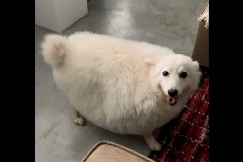 爆笑 羊みたいにモフモフな犬 と思いきや 結末をお見逃しなく もふたん