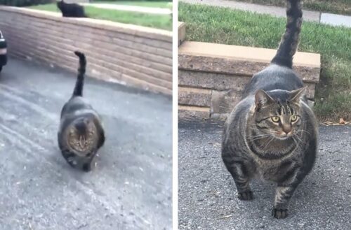 筋肉猫 がネットで爆発的人気 無数のミーム増殖中 もふたん