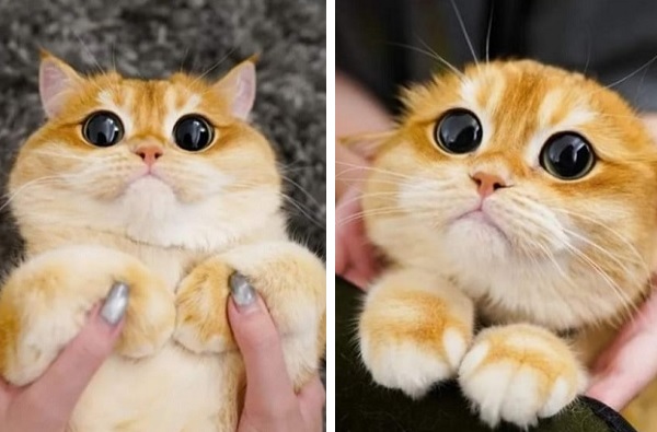 本物？ガラス玉のような漆黒な瞳の子猫「パスコちゃん」が話題♡  も 