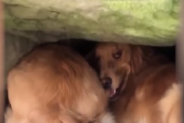 感動 巨石に挟まり動けない 子犬 を母犬が発見 困難な救急作業の末に無事生還 もふたん