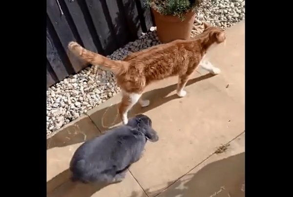 一緒にお散歩しましょ 寄り添う ウサギ に猫さん困惑 もふたん