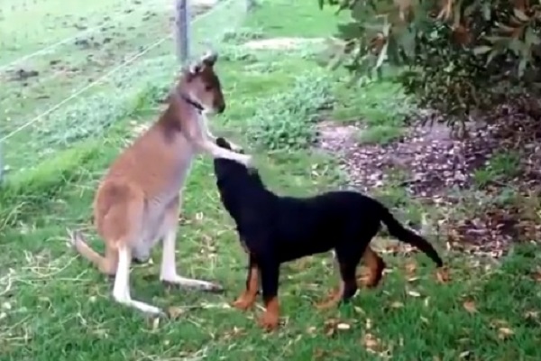 よしよし ワンコの頭をナデナデするカンガルー 異色の組み合わせが話題 もふたん