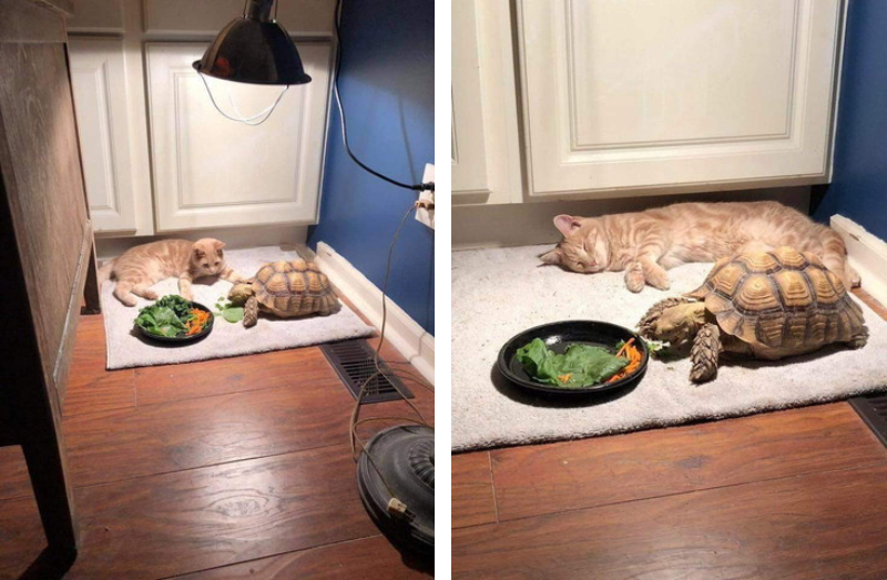 まだかニャ ごはんを食べる亀さんを待ちくたびれて寝ちゃった猫がかわいすぎ もふたん