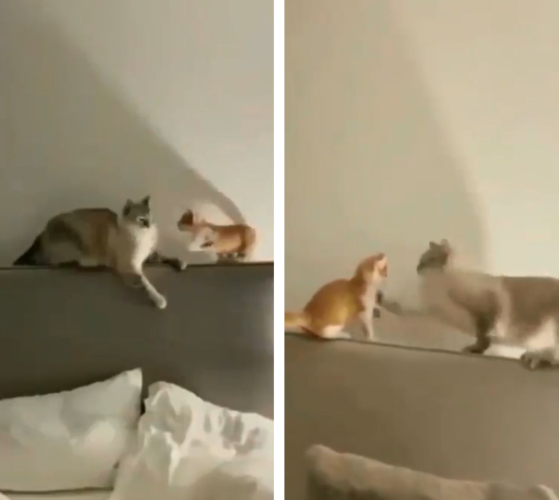 おもしろ 子猫に猫パンチされた大人猫 負けじと逆襲に腹筋崩壊 もふたん