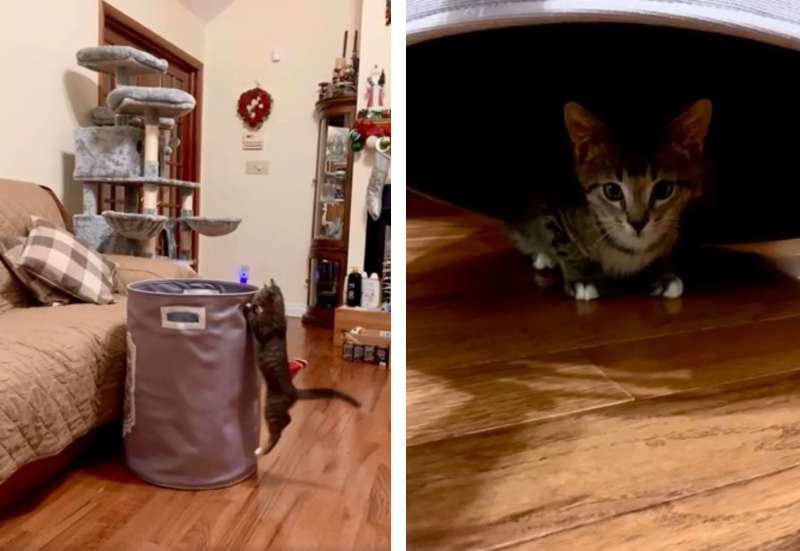 バッグが大好きな子猫 中に入ってやりたい放題 もふたん