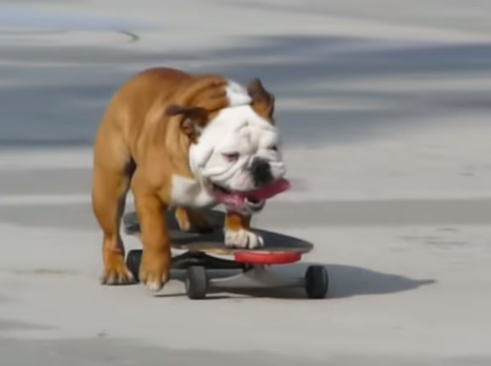 えっ 犬が プロのように スケボー を乗りこなすブルドッグ もふたん