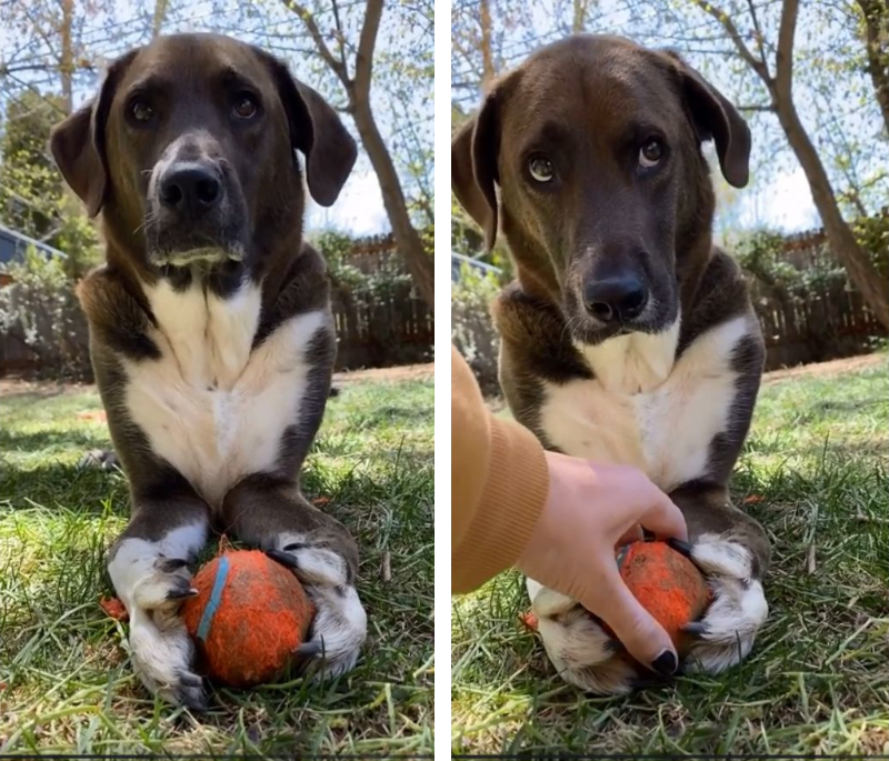 これは僕のだもん 前足でしっかりボールを掴み離さないわんちゃん もふたん