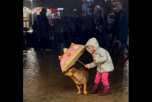 濡れちゃうよ 野良犬に傘を差し出す少女の優しさに 感動 もふたん