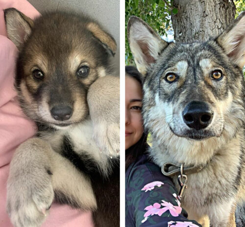 捨てられたオオカミの子供 優しい女性に引き取られ立派に成長 もふたん