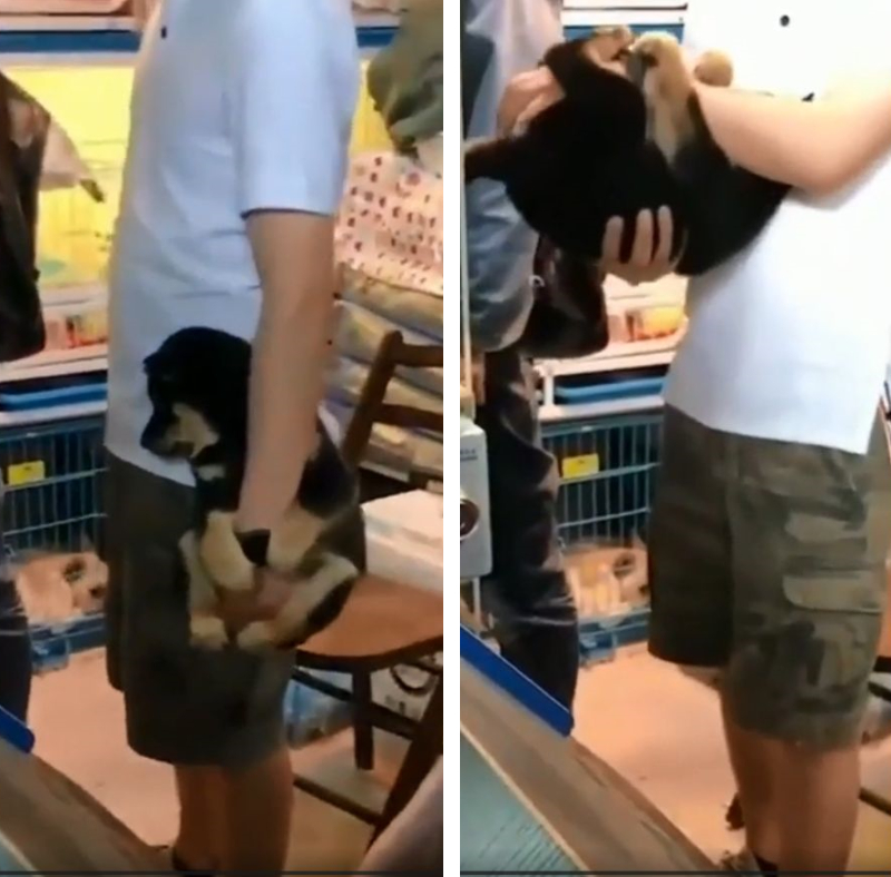 怖いよ 苦手な動物病院で必死に飼い主さんの腕にしがみつく子犬ちゃん もふたん