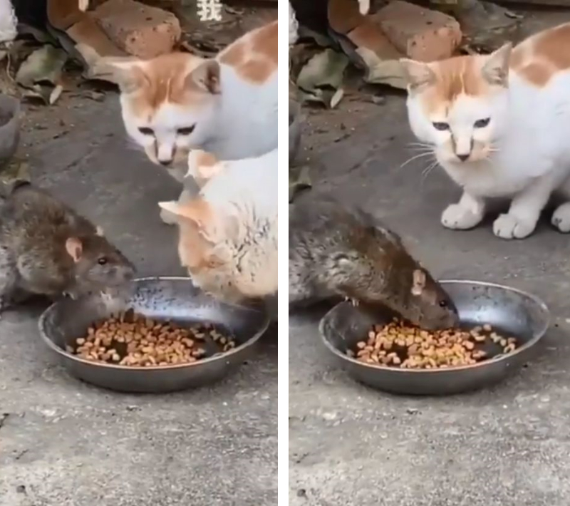 猫がネズミに敗北 えさ場に乱入してきたネズミから逃げる猫さんが面白い もふたん