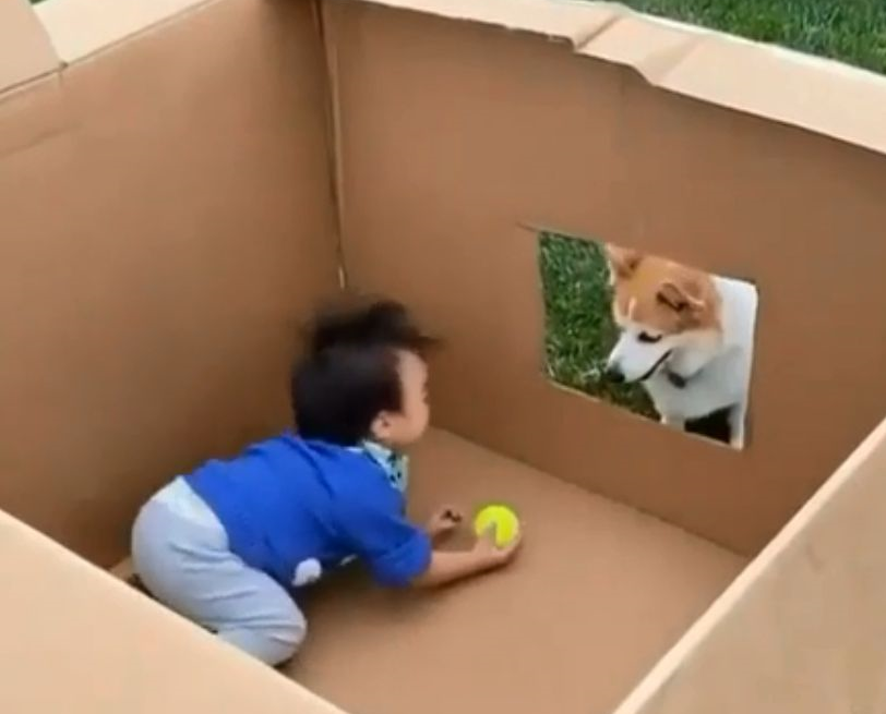 犬のベビーシッター 赤ちゃんと遊んであげるコーギーにほっこり もふたん