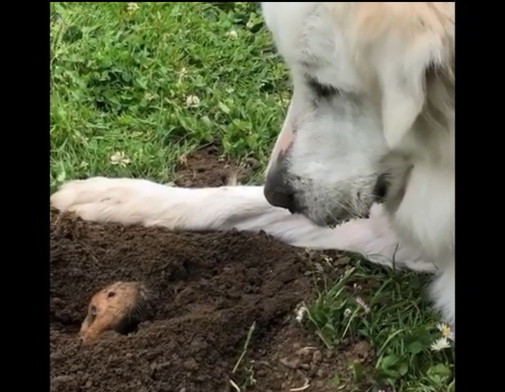 心優しい大型犬が ホリネズミ と仲良くなる動画が話題に もふたん