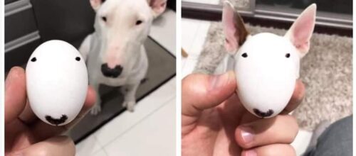 爆笑 犬のおならをマイクで拾った結果がこちら もふたん