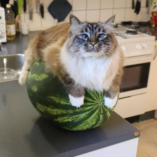 何か問題でも スイカの上にバランスよく乗っかっている猫さんが話題 もふたん