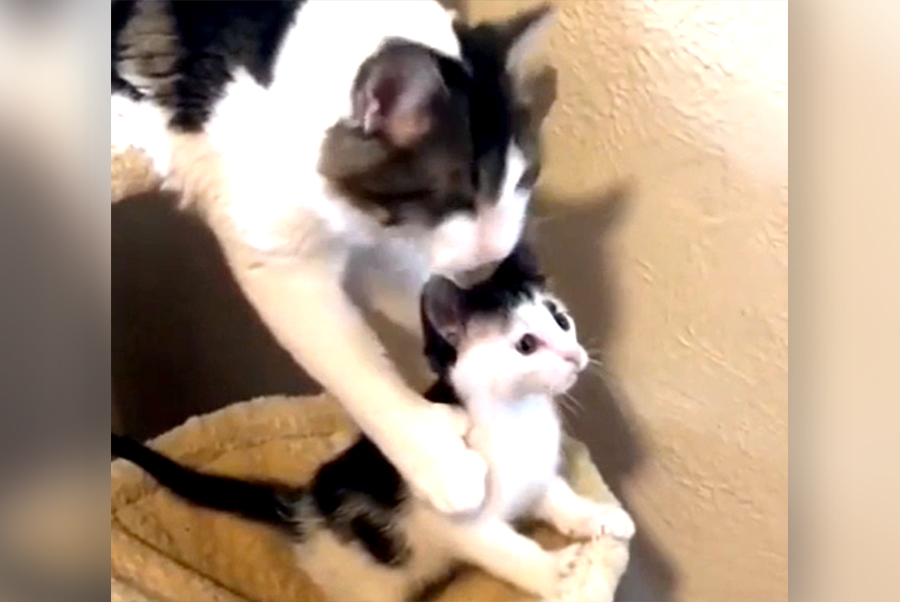 子猫を守るママ猫