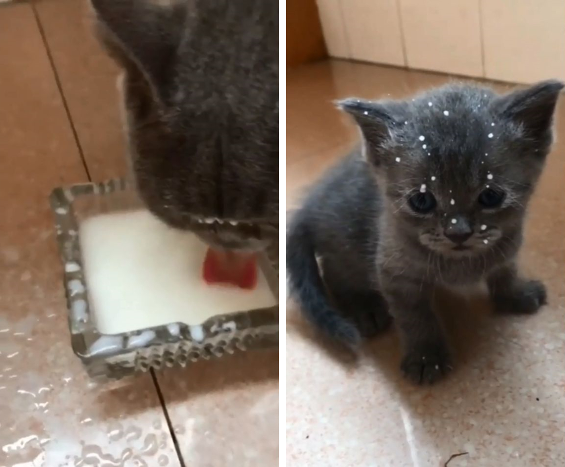ミルクを 飛び散らせながら飲む 猫ちゃんの被害にあった子猫がかわいい もふたん