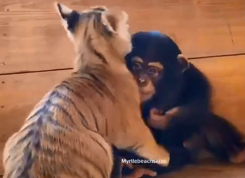 仲良し姿にほっこり 子トラたちのお兄ちゃんがわりになったチンパンジー もふたん