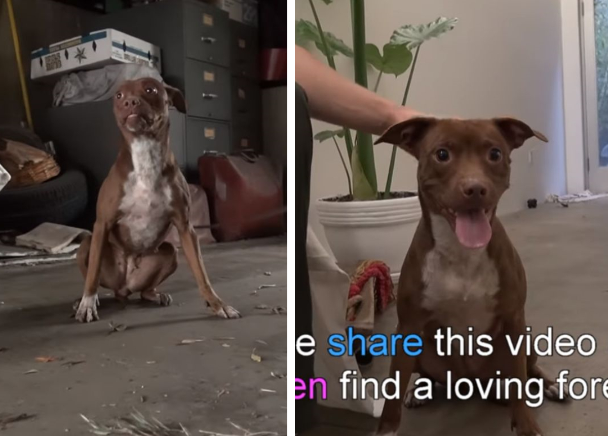 おびえ 震えるピットブルを捕獲 保護されて自然な笑顔ができるようになる もふたん