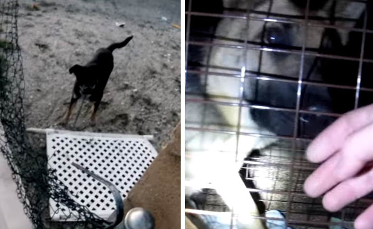 餌も水もなく放置 された犬ロッキーと 罠にかかった犬 リビー もふたん