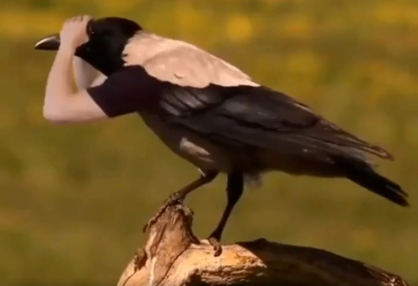 もしも鳥に腕がついてたら 天才すぎる発想に爆笑が止まらない もふたん